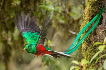 Bird Watching Tour in Monteverde