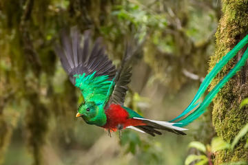Monteverde Cloud Forest Guided Nature Hike
