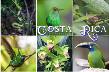 Monteverde Cloud Forest Preserve Nature WalK
