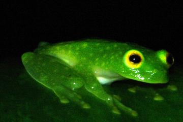 Monteverde Rain Forest Night Walk