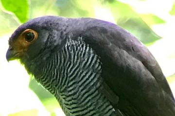 Private Tour: Monteverde Cloud Forest Nature Trail and Night Walk