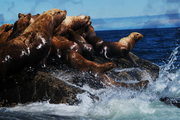 Seal Colony 3-Hour Boat Rental for 5 to 6 People