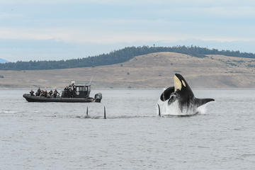 Summer Whale Watching on Vancouver Island