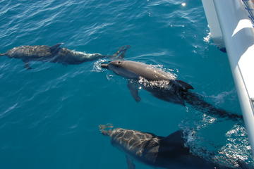 Hervey Bay, the Great Sandy Strait and Fraser Island Dolphin Watching Cruise from Hervey Bay