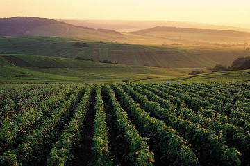 Private Full-Day Tour of Champagne Region