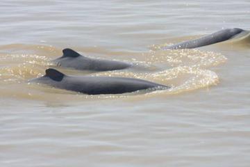 2-Day Irrawaddy Dolphin Tour