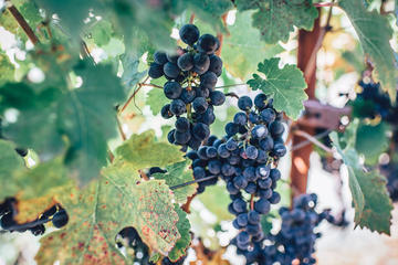 Kakku Sightseeing and Winery Excursion
