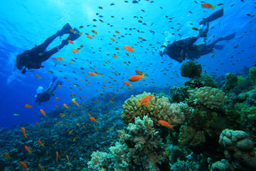 Diving In Belle Mare Mauritius