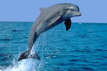 Dolphin Experience in Open Sea and South West Tour of Mauritius including Lunch