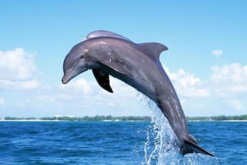 Full-Day Dolphin Watching Cruise in Mauritius