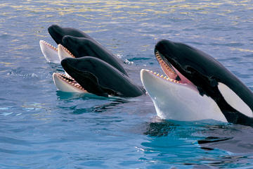 Tour zum Nationalpark Teide und Loro Parque-Ticket