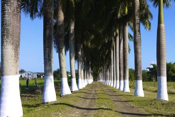 6-Hour Hampden Estate Rum and Mo Bay City Tour From Negril