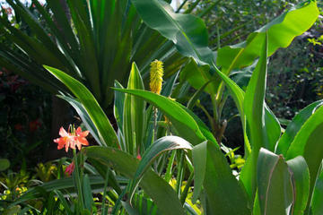 Barnaby's Hummingbird Garden with Ricks Cafe