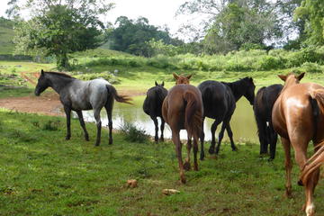 One With Nature Tour of Jamaica