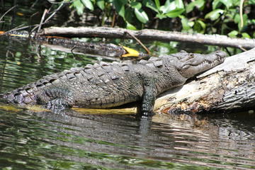 South Coast Safari - Appleton Rum, Black River and YS Falls Combo