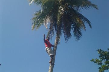 Sun Valley Plantation Tour from Ocho Rios