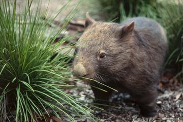 Private Tour: Nocturnal Australian Wildlife Tour from Daylesford