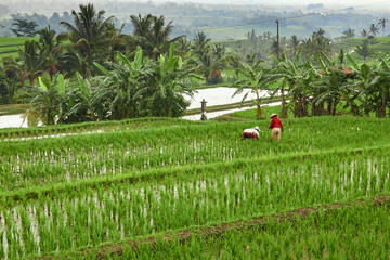 Private Trekking Jutiluwih Rice Terrace