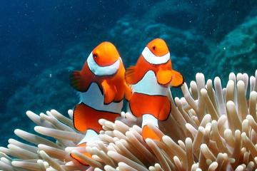 1-Day Scuba Diving Program in Ko Lipe Satun