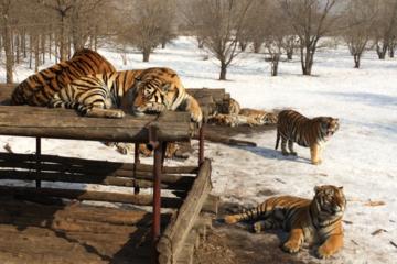 Private Half Day Tour to Siberian Tiger Park and Harbin Polarland with Entrance Fees