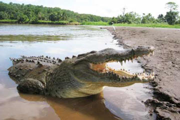 Jungle Crocodile Safari & Jaco Beach from San Jose