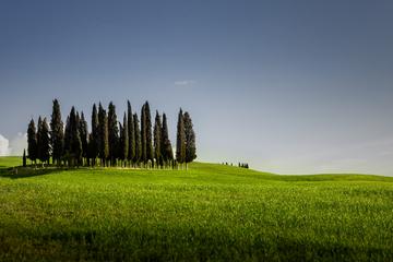 Full-Day Private Day Trip to Orcia Valley and Montepulciano from Siena