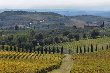 Half-Day Private Chianti Wine Tasting Tour from Siena