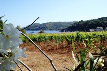 The Wine Island - Elba