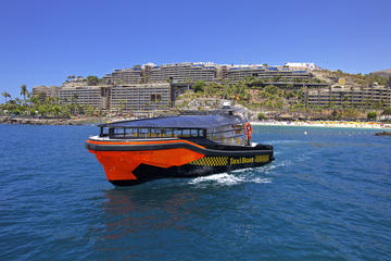 Whale and Dolphin Watching Tour in Gran Canaria