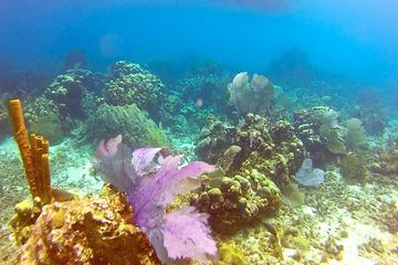 Saona Semi Submarine