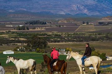 Private Tour: Cape Winelands Tour from Cape Town