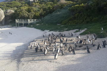 South Africa's Cape Peninsula Tour