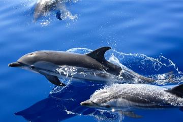 Dolphin Mini Cruise