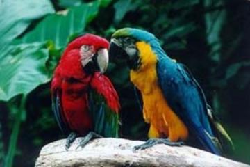 Iguassu Falls Bird Park General Admission Ticket and Tour