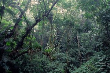 Rio de Janeiro Botanical Garden and Tijuca Rainforest Eco-Tour