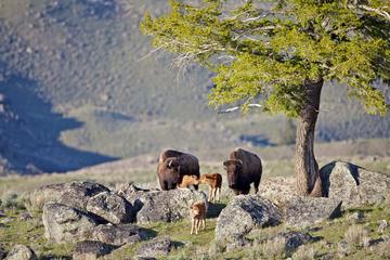 Yellowstone National Park Private Tour