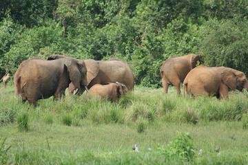 Experience Murchison Falls 3 days safari