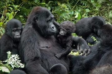 Gorilla trekking - 3 days