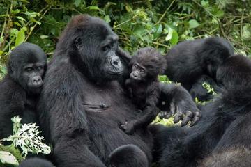 Gorillas and Chimps safari 5 days