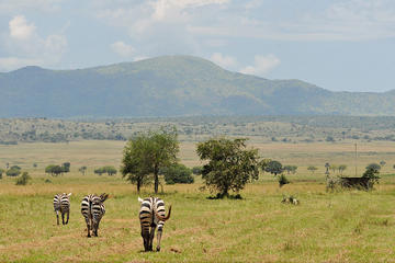 Kidepo safari - 5 days
