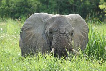 Safari and Lake Bunyonyi 7 days