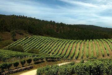 Valencia Wine Tour with Tasting and Lunch for Groups
