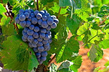 Valencia Wine Tour with Tasting and Lunch