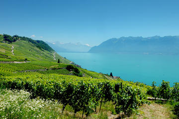 Swiss Riviera Private Tour : Lausanne, Vevey, Montreux, Chillon