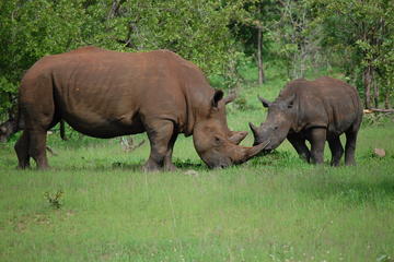 Half-Day Nature Walk in Mosi-oa-Tunya National Park from Livingstone