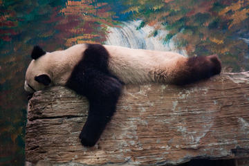 Private Tour: Panda House Visit And Cruise To The Summer Palace With...