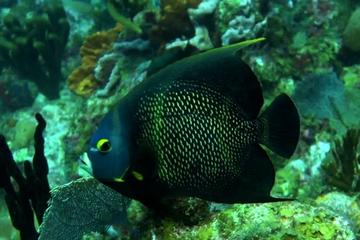 2-Tank Guided Scuba Diving in St Thomas