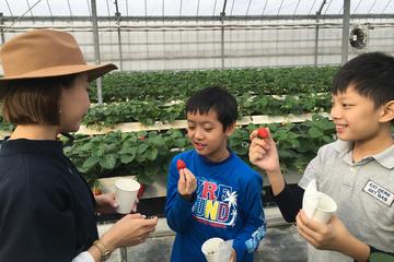 Fruit Picking and BBQ at a Farm in Aichi