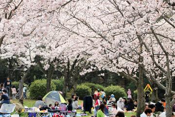 Half Day Cherry Blossom Viewing and Nagoya Castle Tour