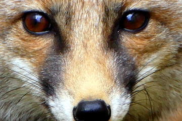 ZOO of the Pyrenees